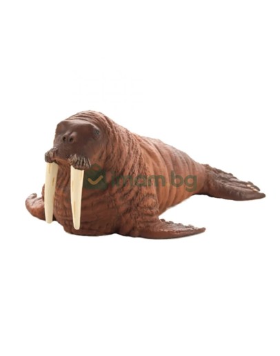 Морж